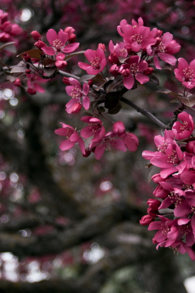 Добрые пожелания с бабочками