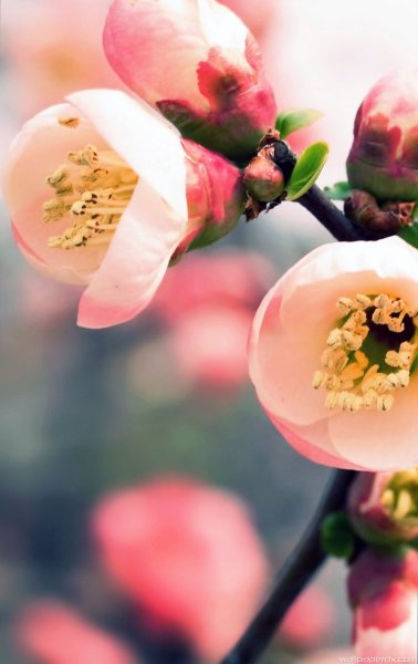 Весна Пробуждение природы