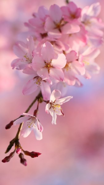 Ветка Сакуры вертикально