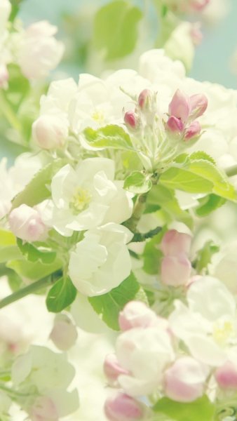 Хонор Сакура