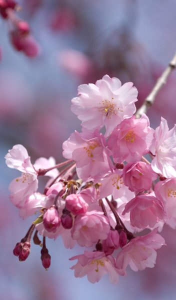 Хонор Сакура