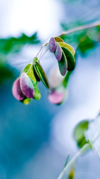 Весна вертикальные