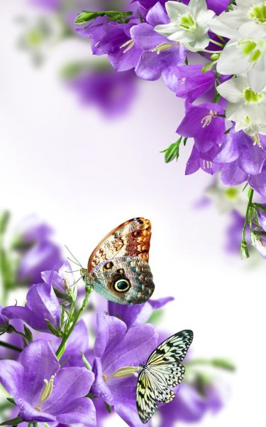 Цветы вертикальные