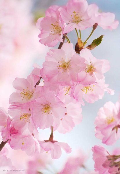 Фон природа макро