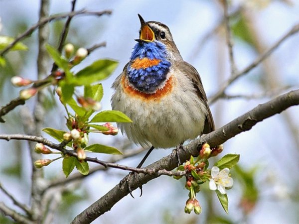 Травка зеленеет солнышко блестит Ласточка