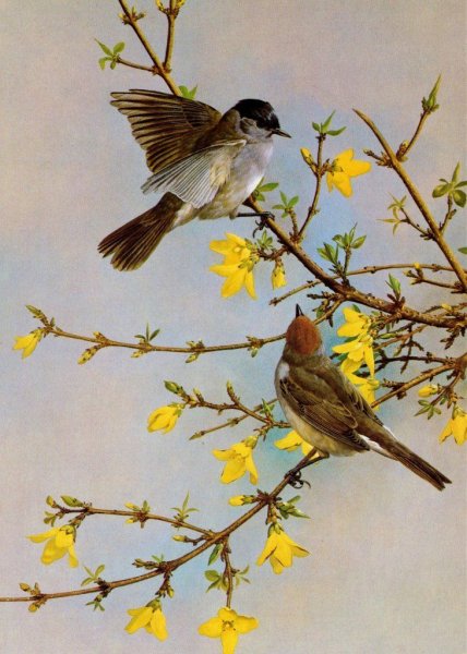 Соловьиные трели с Соловьевым