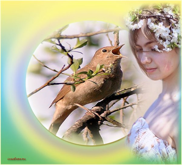 Природа птицы