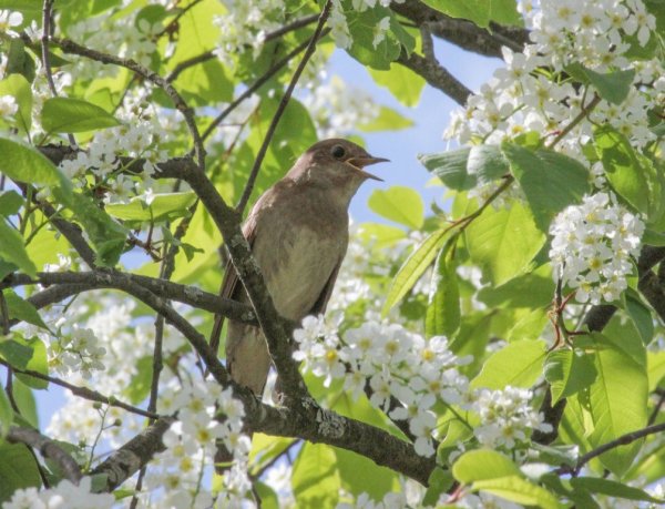 Птицы поют в лесу
