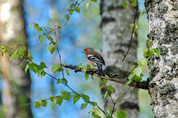 Гифки птицы