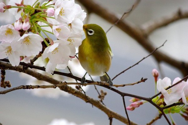 Синица лазоревка пение