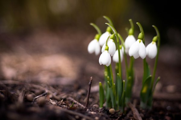 Луговые степи Нижегородской области