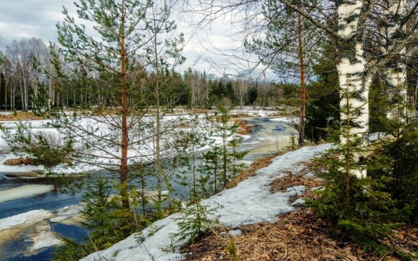 Река в лесу