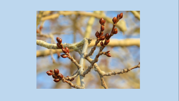 Набухают почки на деревьях