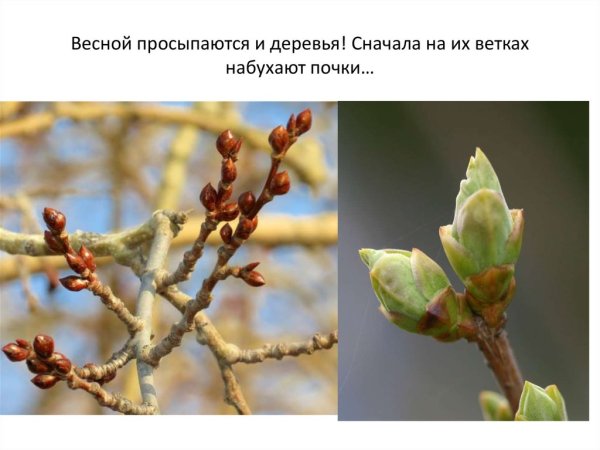 Весной на деревьях появляются почки