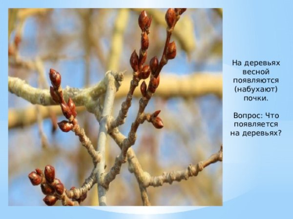 Набухают почки на деревьях
