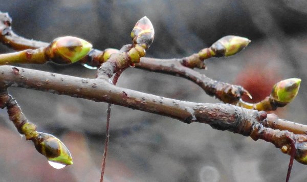 Набухание почек на деревьях и кустарниках