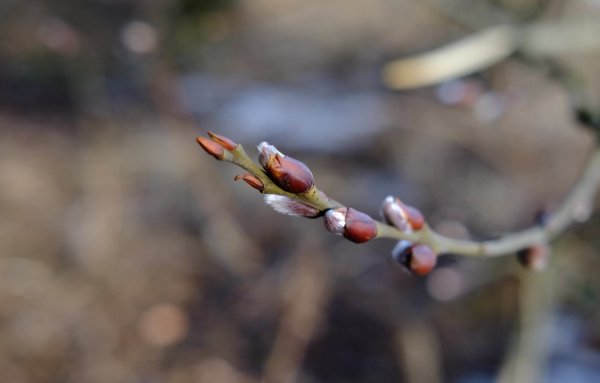 Почки вербы