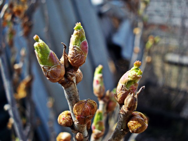 Сиреневый почковый клещ