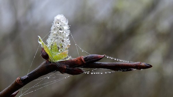 Весенние почки