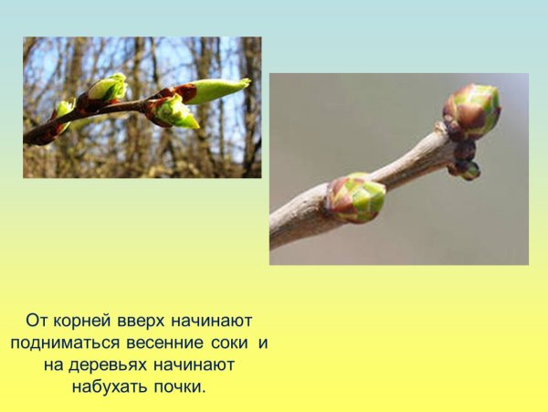 Появление почек на деревьях весной