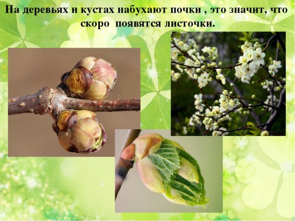 На деревьях и кустах набухают почки