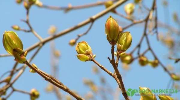 Липа почки весной