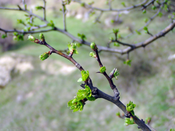 Деревья в апреле