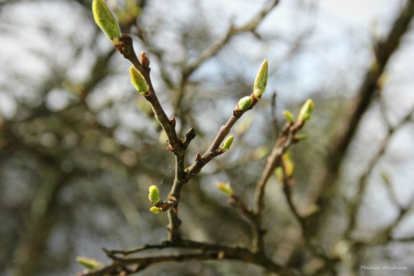 Распускание почек липы