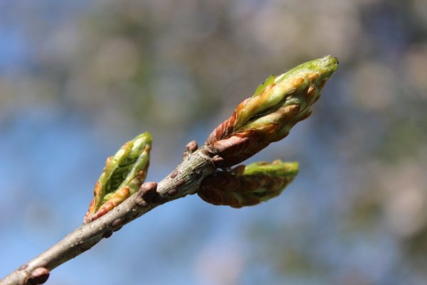 Клен остролистный почки