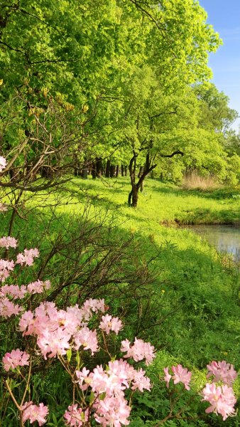 Природа весной вертикальные