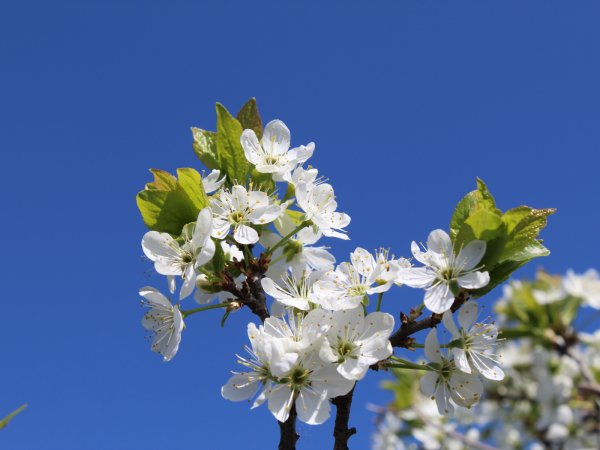 Природа речка