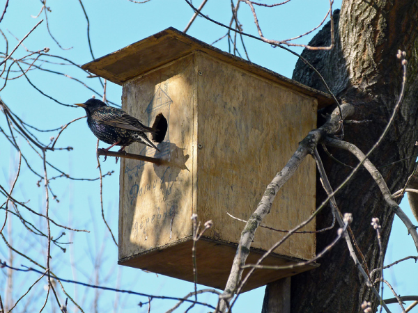 Перелетные птицы Грач гнездо