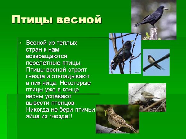 Рисование птицы прилетели