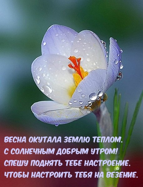 Доброе Весеннее утро