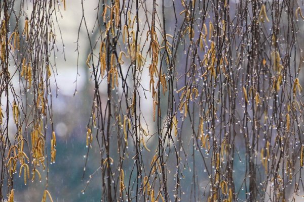 Дождь весной