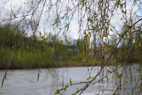 Апрельский дождь