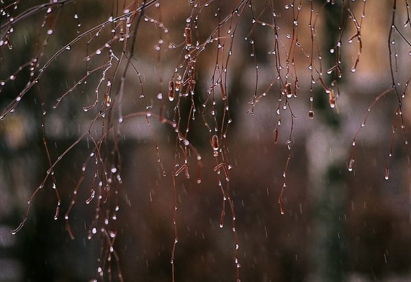 Весенний дождик