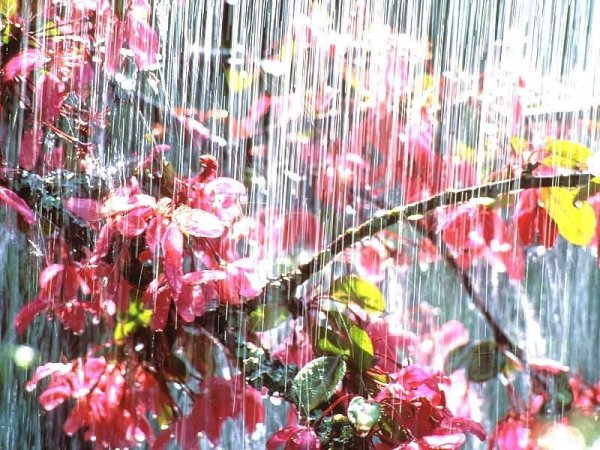 В дождь Цветущий сад