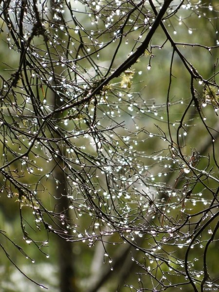 Весна дождь