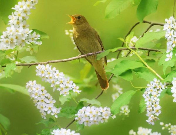 Соловей Пташечка Канареечка
