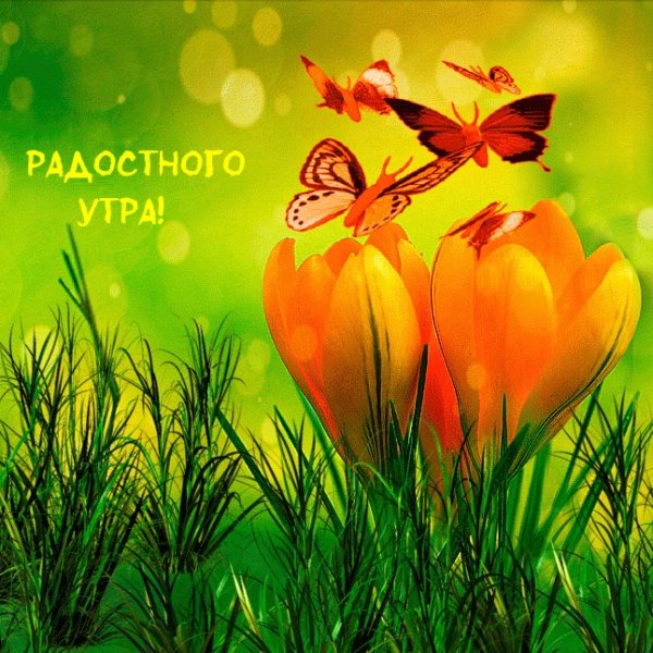 Доброго солнечного утра и чудесного дня