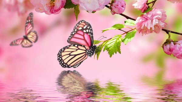 Красивый фон с птицами