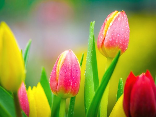 Весна тюльпаны