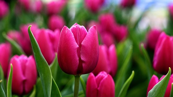 Картинки на рабочий стол цветы самые красивые тюльпаны