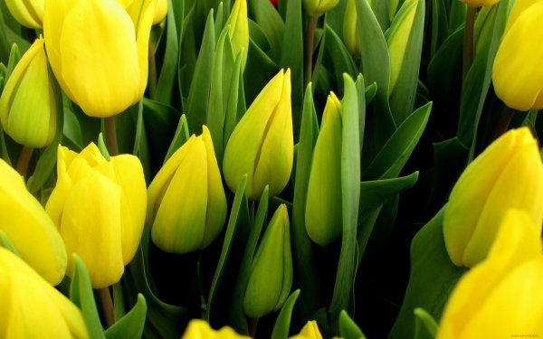 Тюльпаны открытка