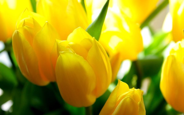 Алмазная мозаика тюльпановое поле