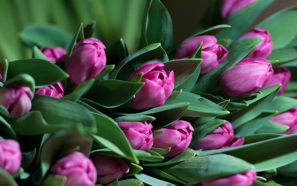 Мелкоцветные тюльпаны