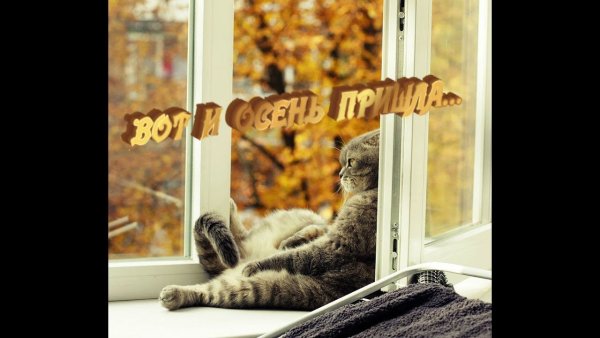 Утро доброе в окошко заглянуло