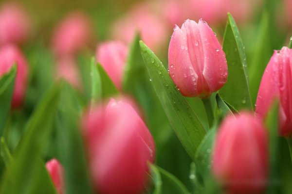 Весенние цветы поле