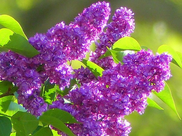 Открытки с добрым утром весенние природа